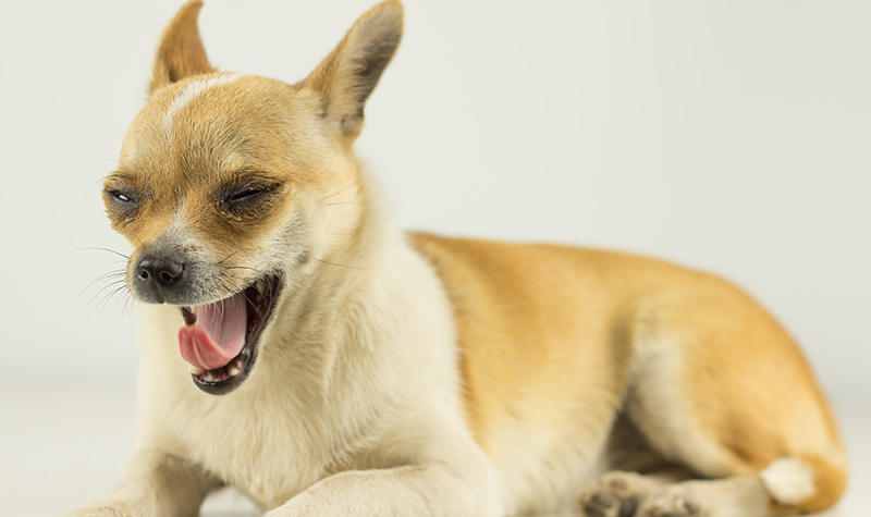 Yawning dog