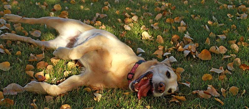 Dog at dog park