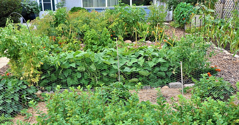 Photo of an edible yard.