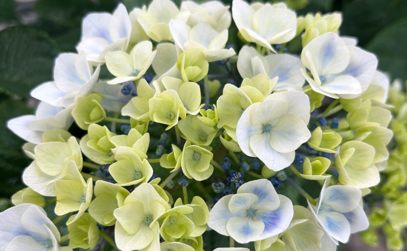 white and light green flowers
