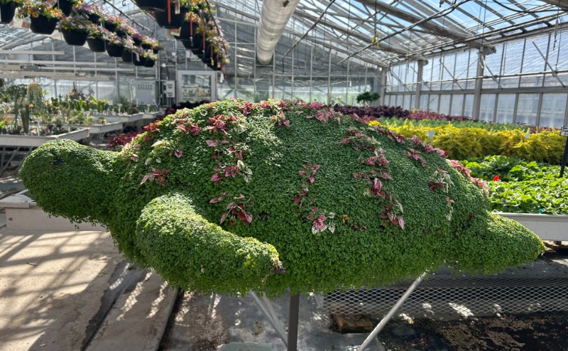 green floral turtle
