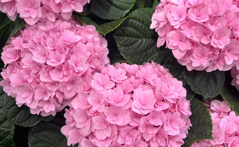 three pink blooms