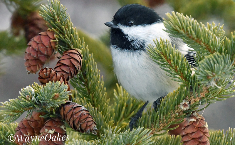 A chickadee in a tree.