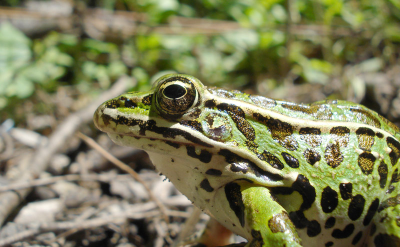 A northern leopard frog, photographed in profile.