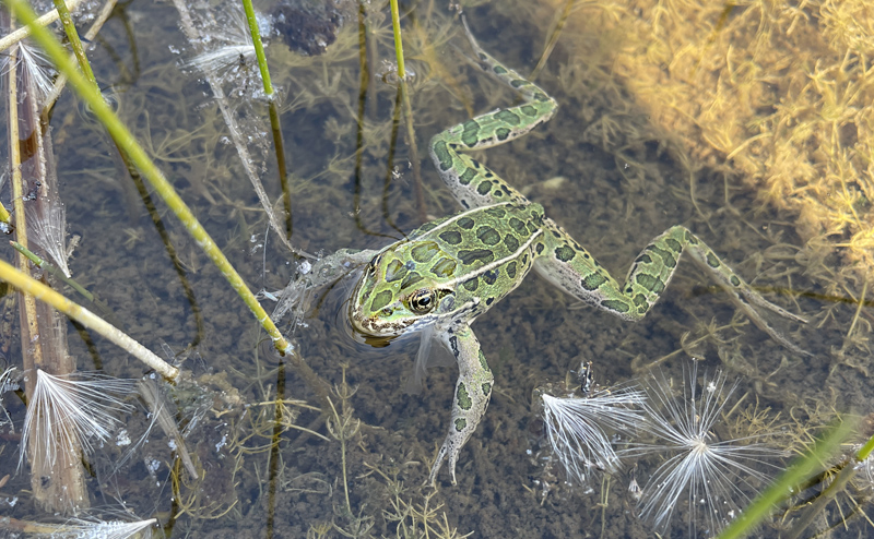 A leopard frog swimming.