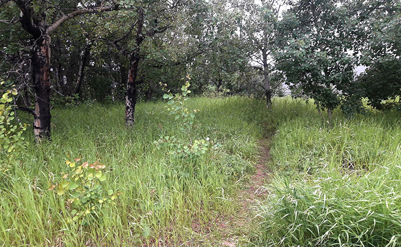 tree trail