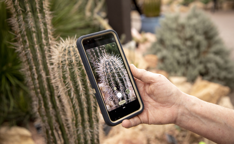 A person using their phone to take a photo of a cactus.
