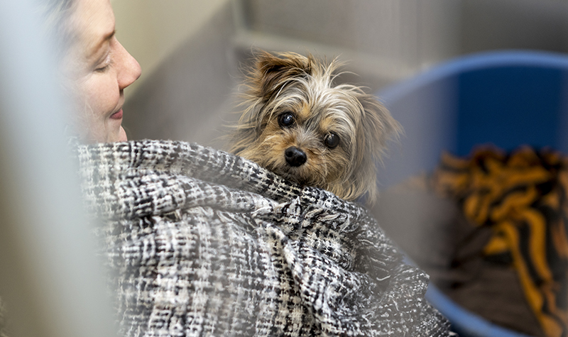 dog getting care