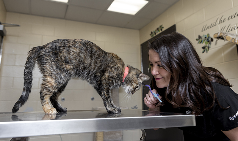 Cat Getting Care