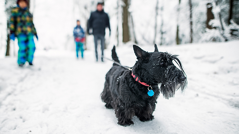 dog in winter