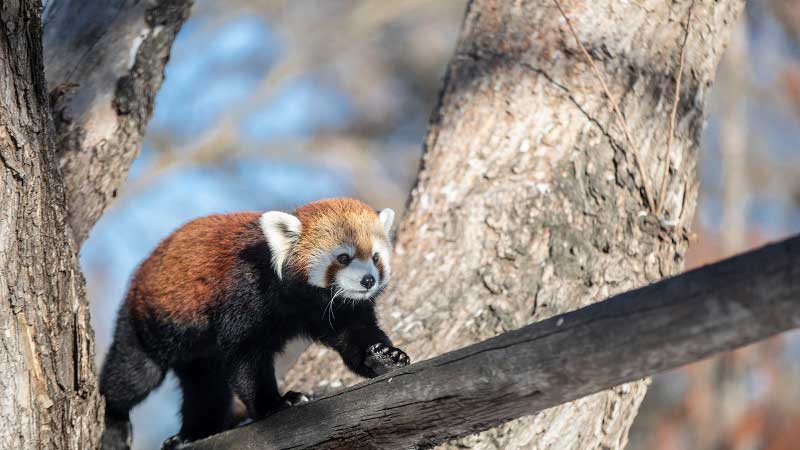 Red panda at the zoo in winter