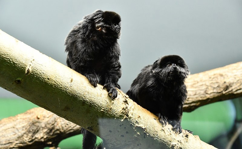 A pair of Goeldi's monkeys in a tree.