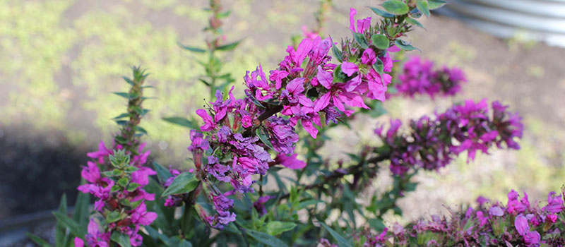 Purple loosestrife plant