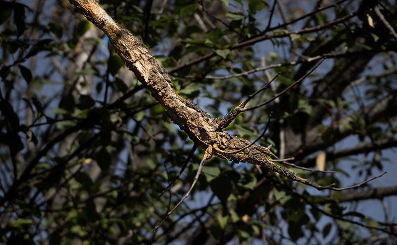 Black Knot