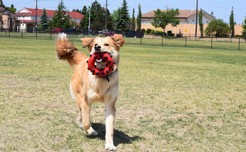 A dog without a leash in a field, holding a toy in its mouth.