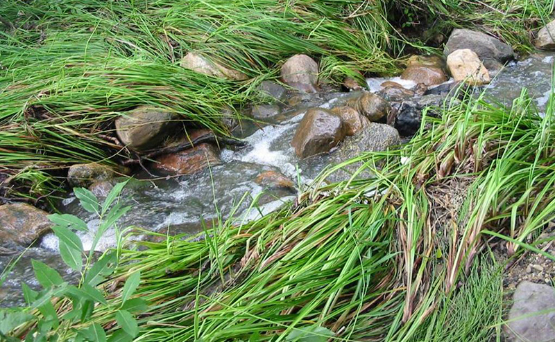 Photo of a creek in a natural area.
