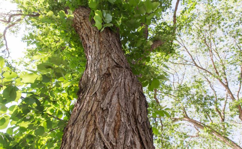 Healthy elm tree