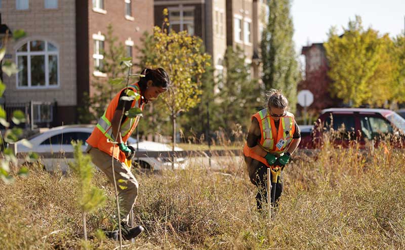 Root for Trees Volunteers