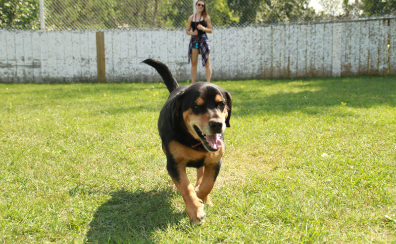 Dog running off-leash in a Community League rink in summer.