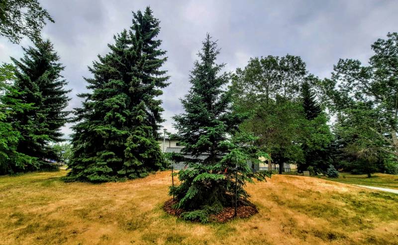 Successful tree donation in Silver Heights Park