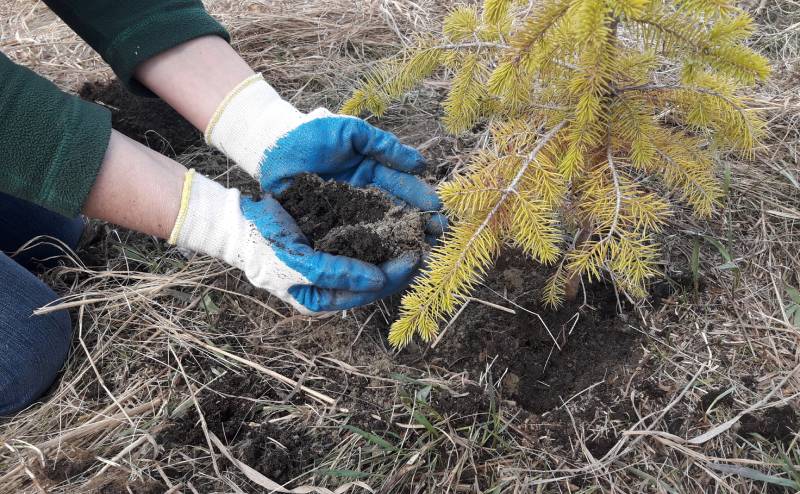 Volunteer planting a tree