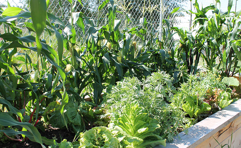 Community Garden