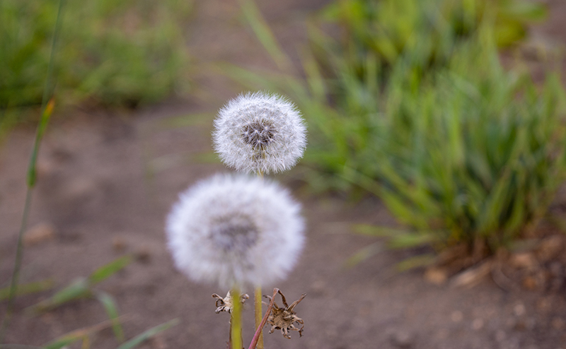 photo of a weed