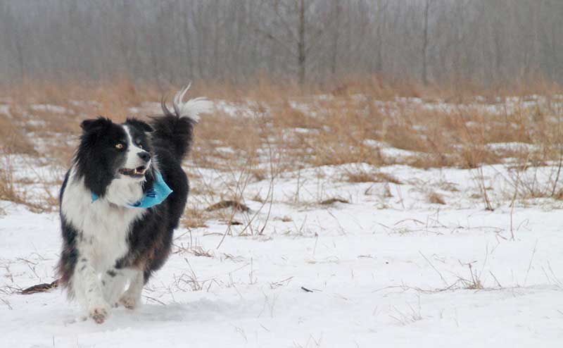 Dog at off-leash area