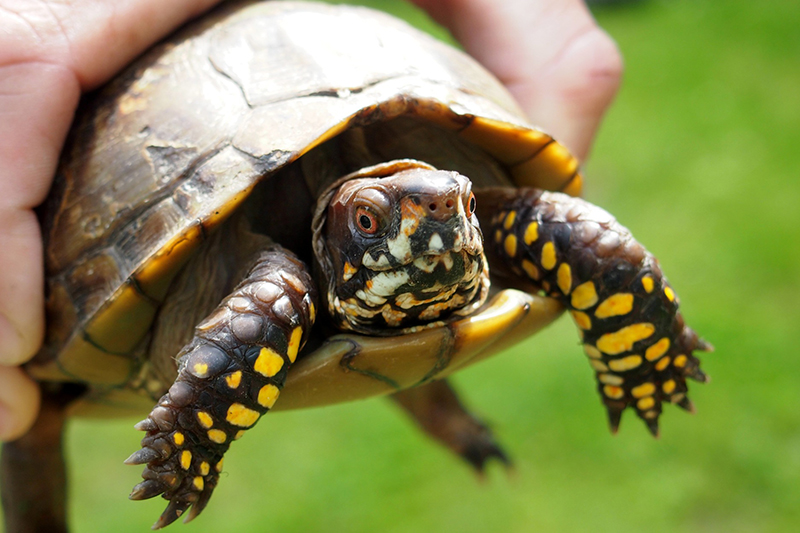 Photo of a small turtle held in a person's hand.
