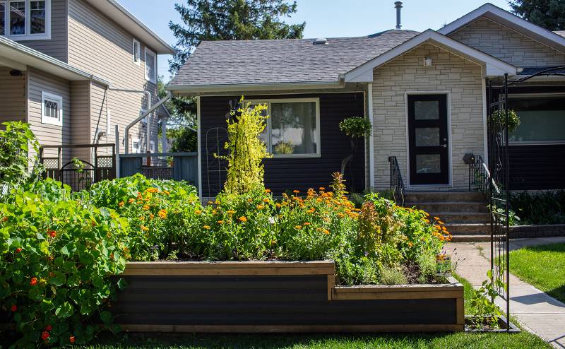 a front yard in bloom