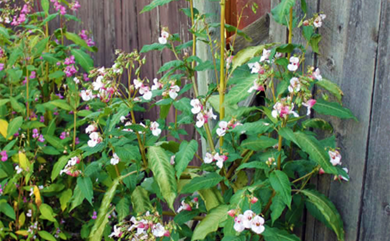 himalayan balsam weed