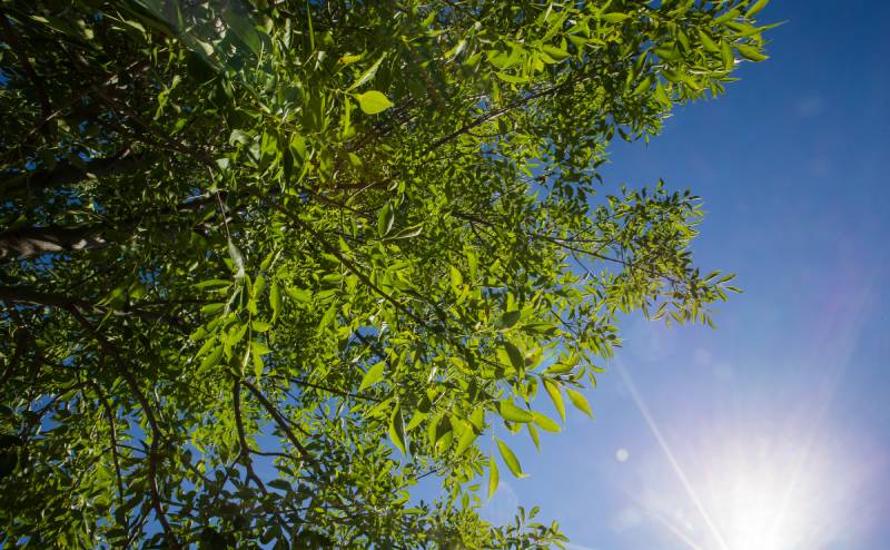 Tree Canopy