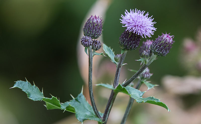 Thistle