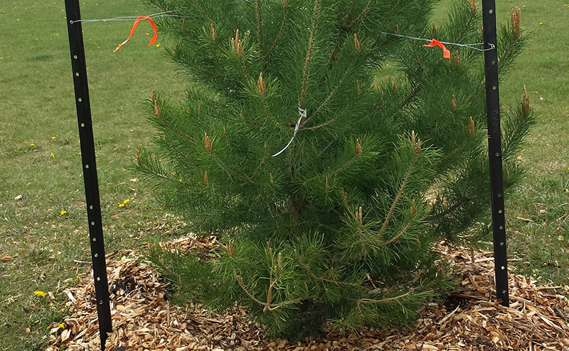 a planted tree