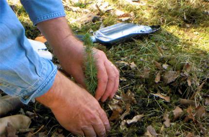 tree planting