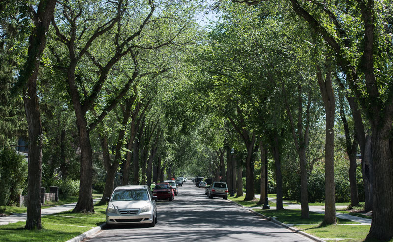 Tree lined street in a mature neighbourhood