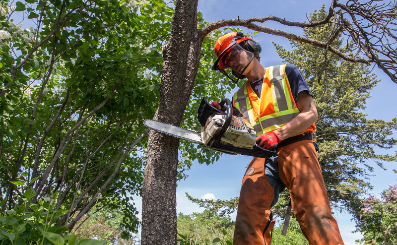 City Arborist
