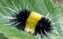 Caterpillar