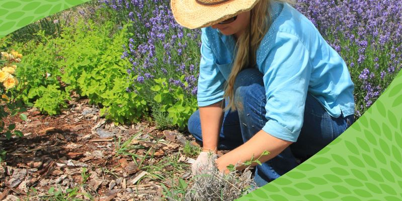 Volunteer with Partners in Parks