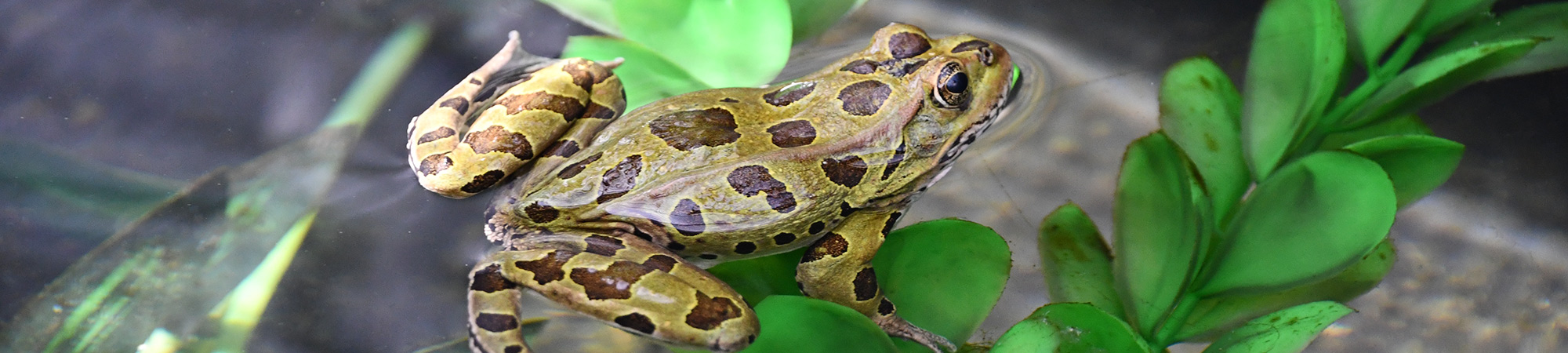 northern leopard frog