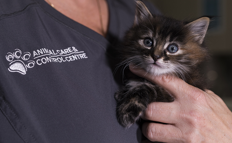 person holding cat