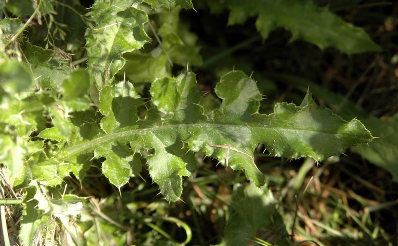 Canada Thistle