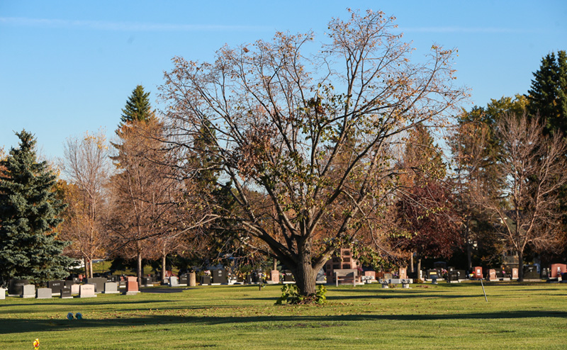 A tree and grave markers in Beechmount Cemetery