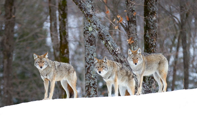 coyotes