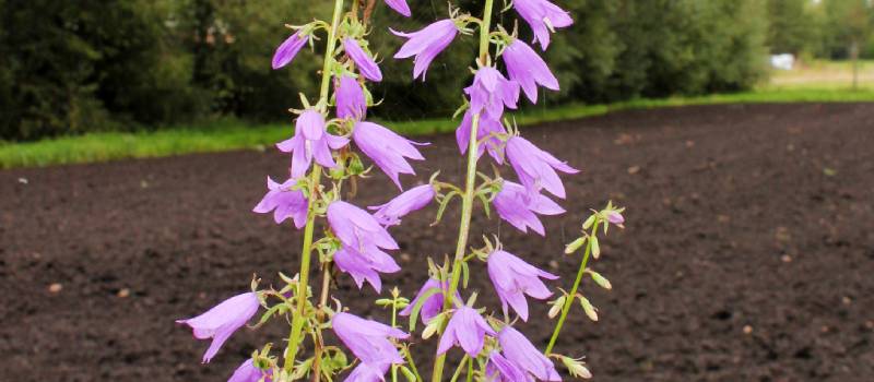 Creeping bellflower