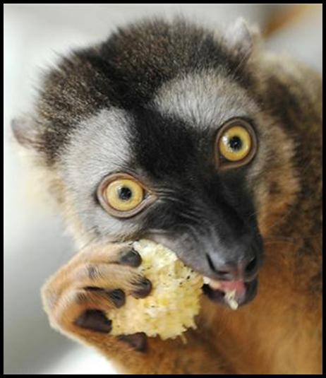Red-fronted Lemur enjoying a food enrichment 