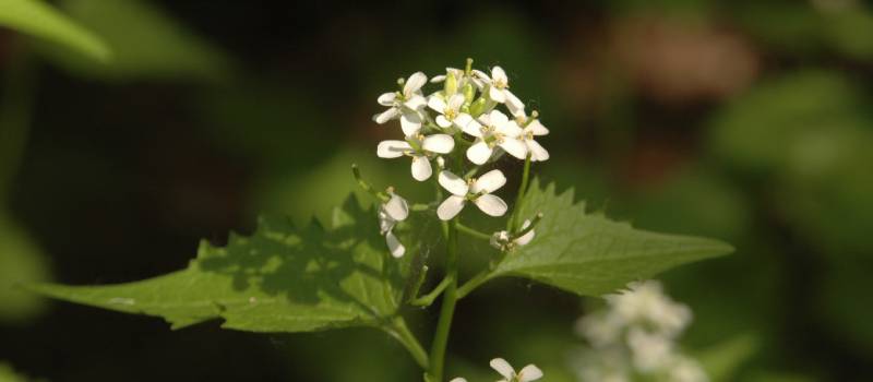 Garlic mustard