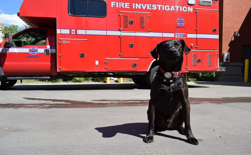 grover the fire dog
