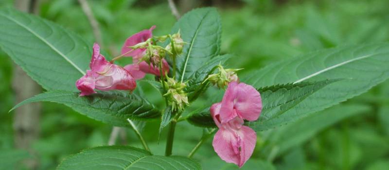 Himalayan balsam