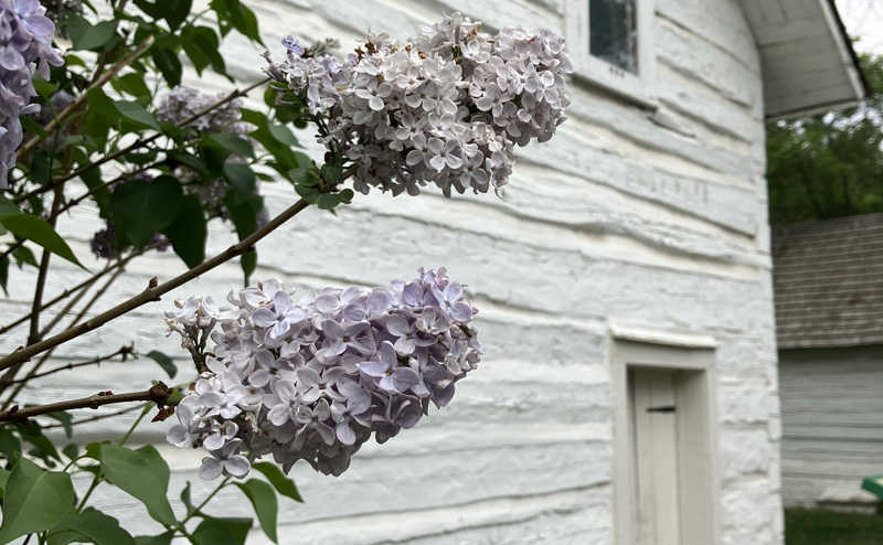 Flowers outside a building at John Walter Museum.